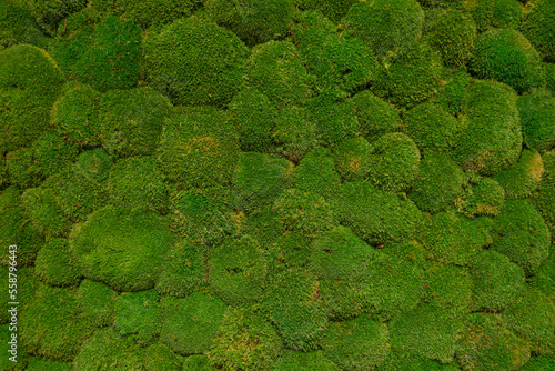 Background of rough bulge and bumpy moss and green wall.  photo