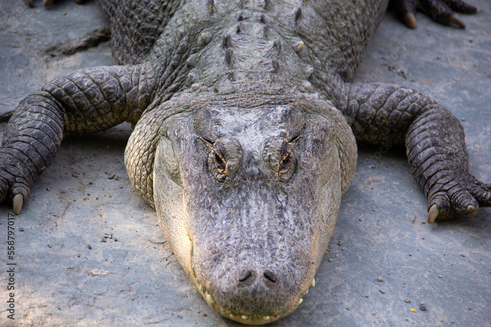 Obraz premium Close up of a crocodile