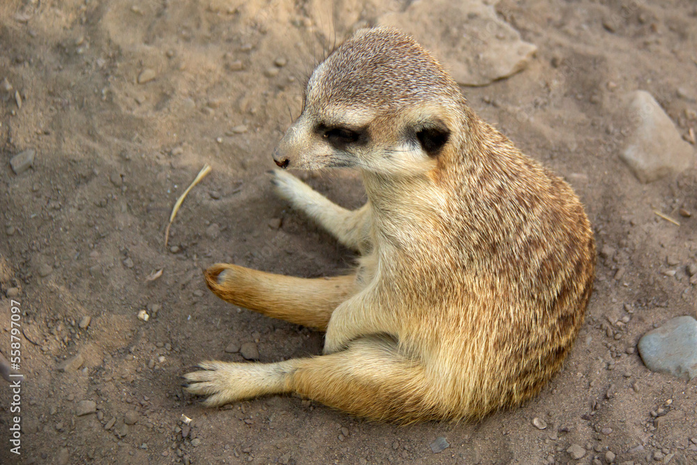 Fototapeta premium Meerkat sitting on sand