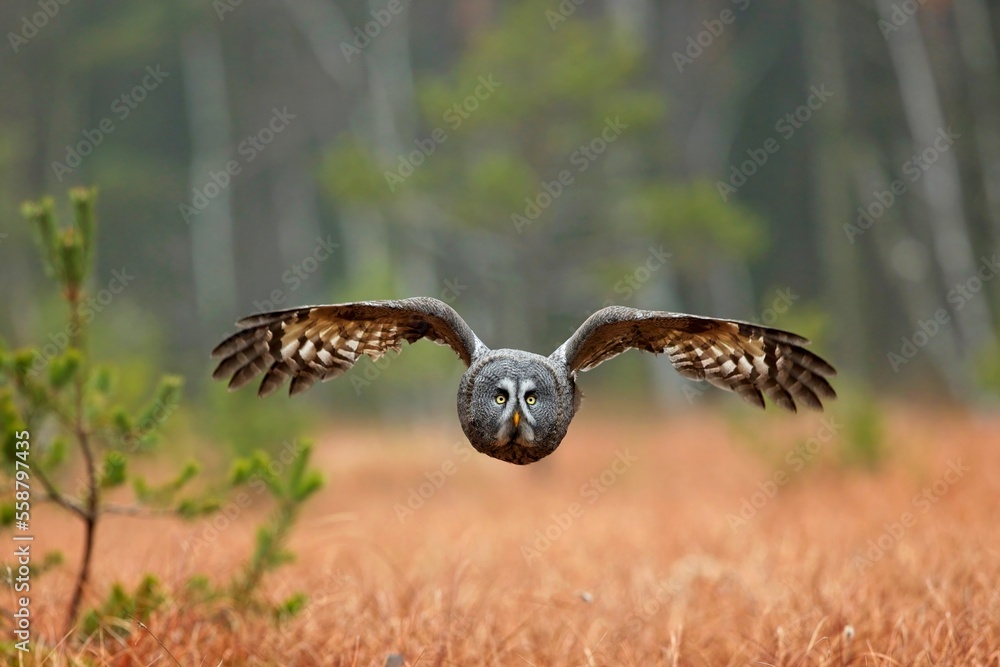 Obraz premium Strix nebulosa, Great grey owl Puštík vousatý in fte flight