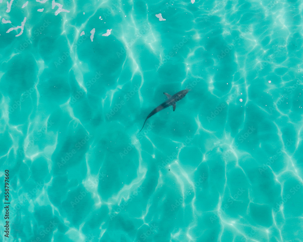 Aerial view of a shark in pristine blue water