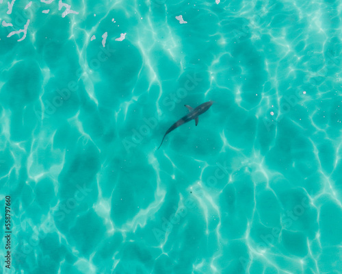 Aerial view of a shark in pristine blue water © FRPhotos