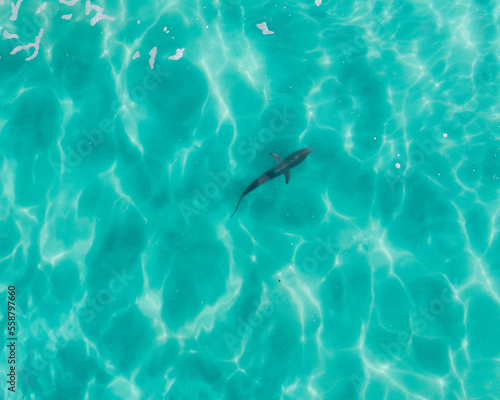 Aerial view of a shark in pristine blue water