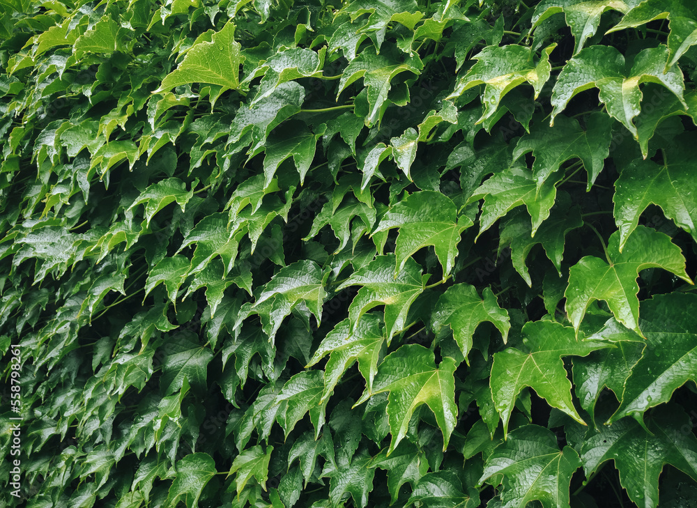 Lots of wild grape leaves with raindrops on the wall. Natural dark green background. Lots of wild grape leaves with raindrops on the wall. Natural dark green background.
