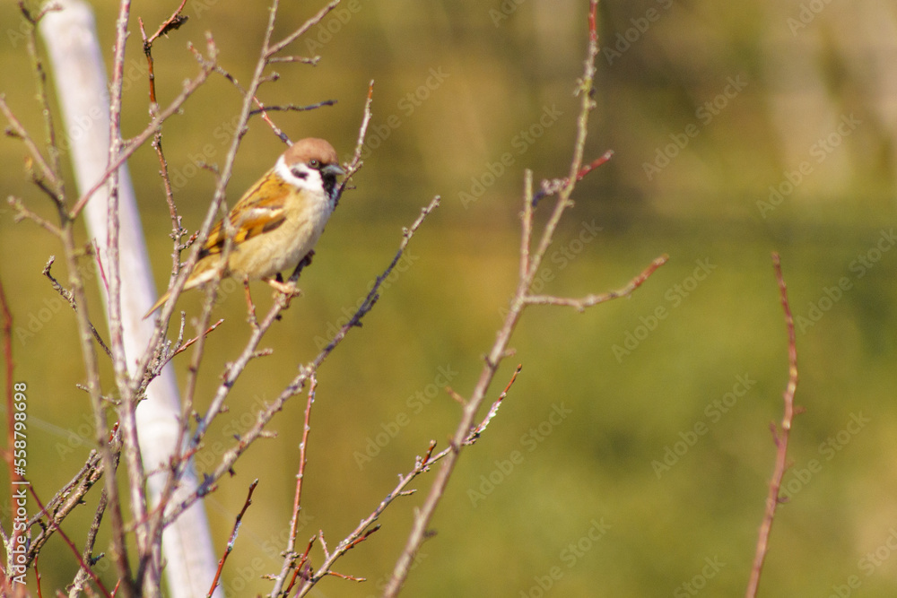 Fototapeta premium 枯れ枝にとまる雀