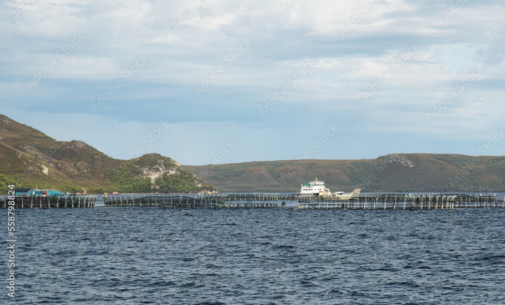  Atlantic salmon farming in shallow waters of Macquarie harbour, Strahan, Tasmania. Tourist attraction with the Gordon River cruise.