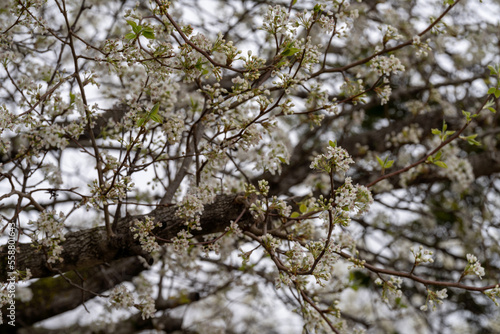 Wallpaper Mural Tree blooming in spring. Torontodigital.ca
