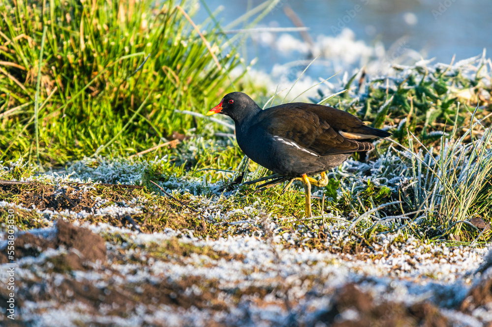 Common Moorhen, Gallinula chloropus on Marshes shrouded in frost, Devon, England Common Moorhen, Gallinula chloropus on Marshes shrouded in frost, Devon, England
