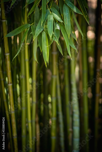 Fototapeta Naklejka Na Ścianę i Meble -  bamboo forest 