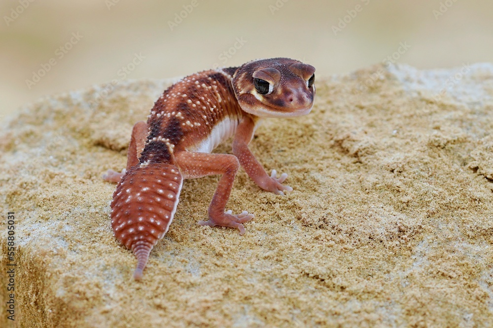 Nephrurus levis, Knobtailed gecko, Gekon knoflíkový, threelined knobtailed gecko, smooth knob
