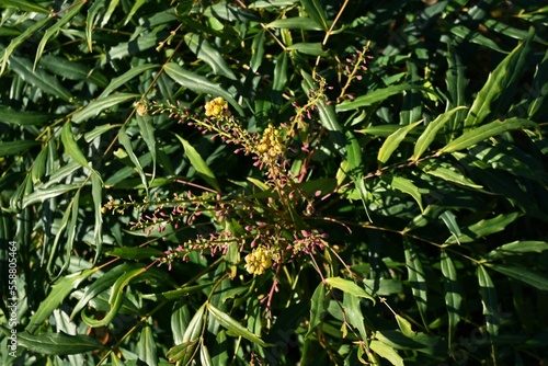 Chinese mahonia ( Berberis fortunei ) flowers.
Berberidaceae evergreen shrub. Yellow flowers bloom in autumn and black berries ripen in spring. photo