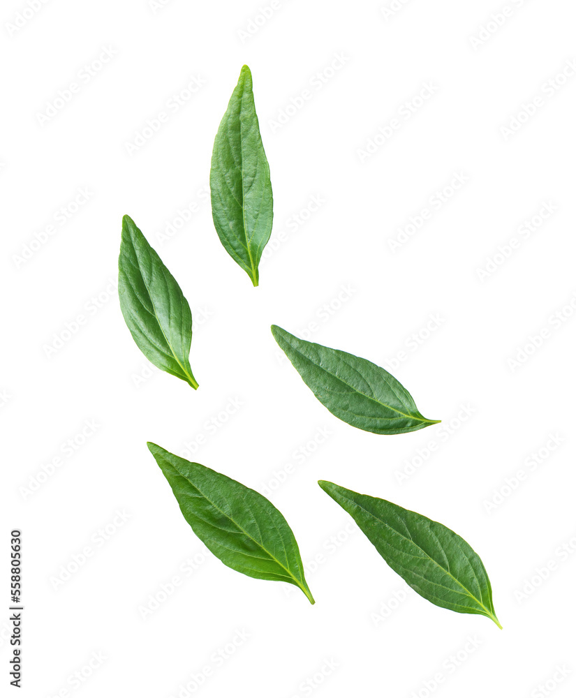 Kariyat or Andrographis paniculata green leaves isolated on transparent png Kariyat or Andrographis paniculata green leaves isolated on transparent png