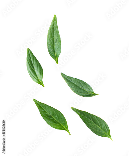 Kariyat or Andrographis paniculata green leaves isolated on  transparent png