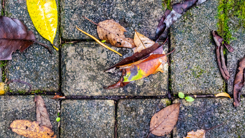 paving block with autumn leaves as background