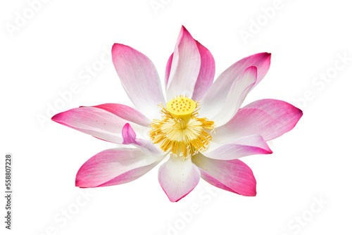 lotus flower isolated on white