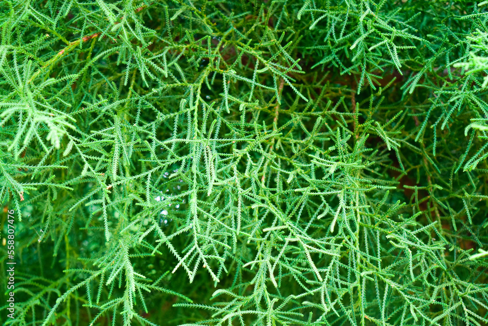 Close-up juniper tree leaf. Macro shoot. Close-up juniper tree leaf. Macro shoot.