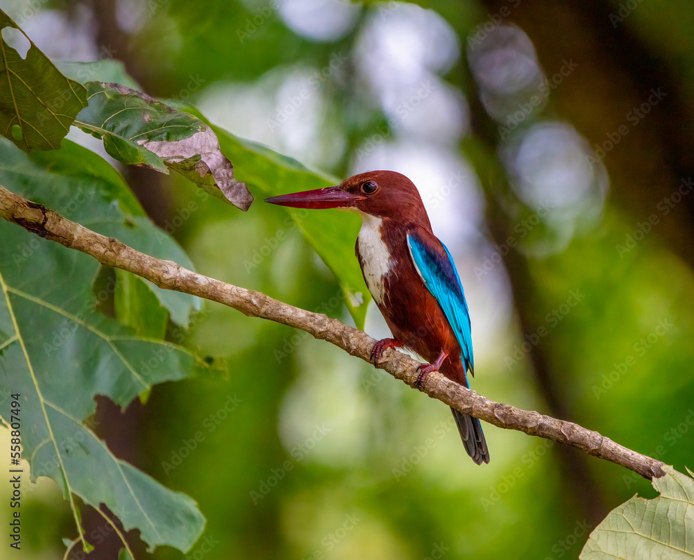 Obraz premium White-throated kingfisher