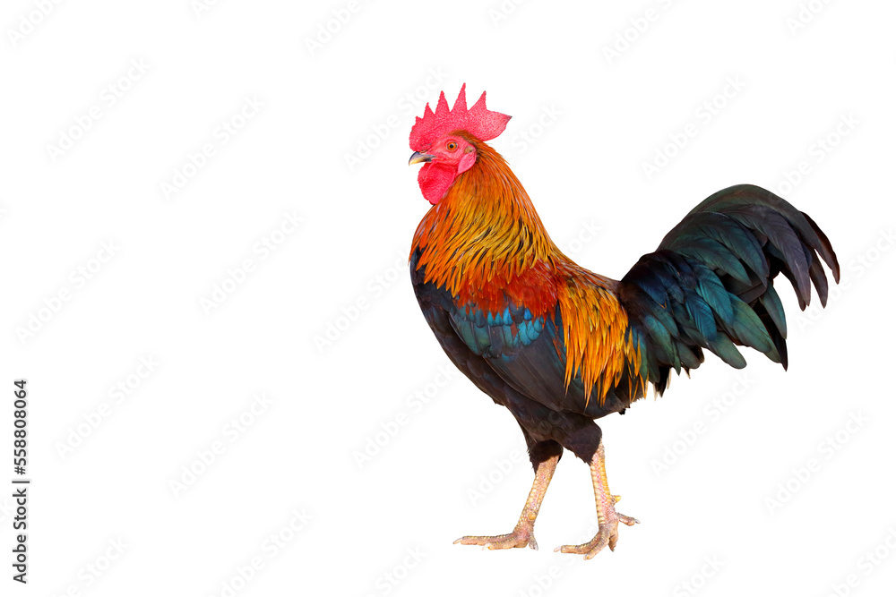 Beautiful Rooster isolate on transparent background.	