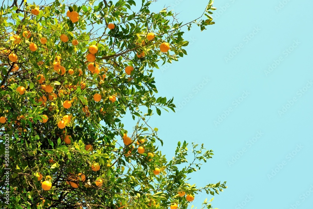 fruits of Yuzu 	