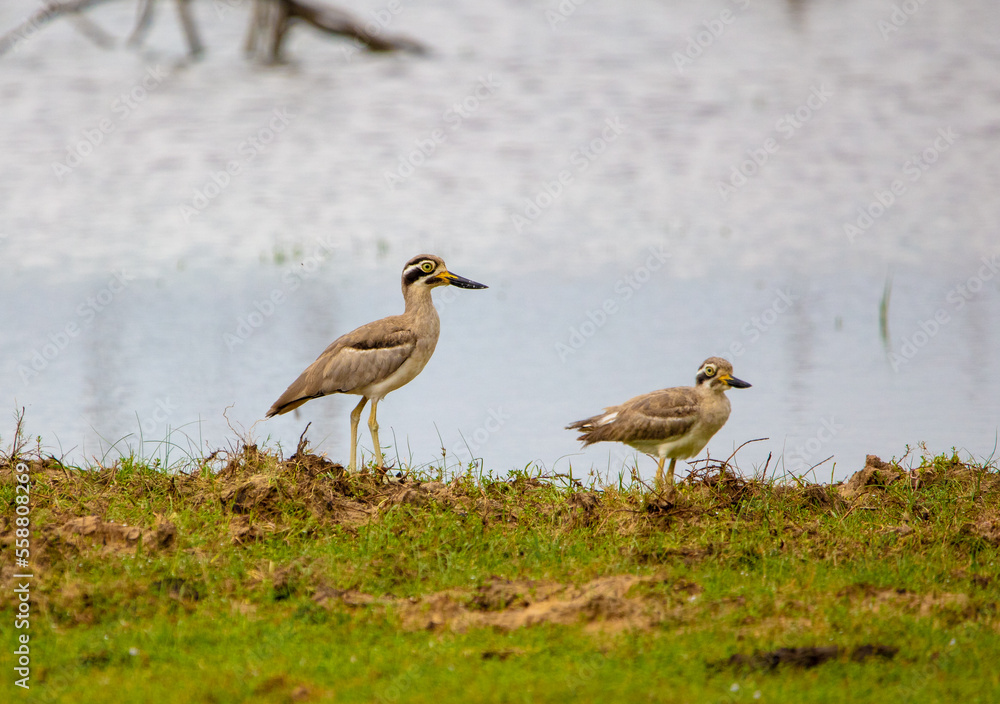 Thick knee Thick knee