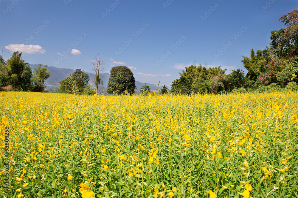 Yellow flower field near  Mae Hong Son, North Thailand.The combination of yellow and green with blue sky is beautiful