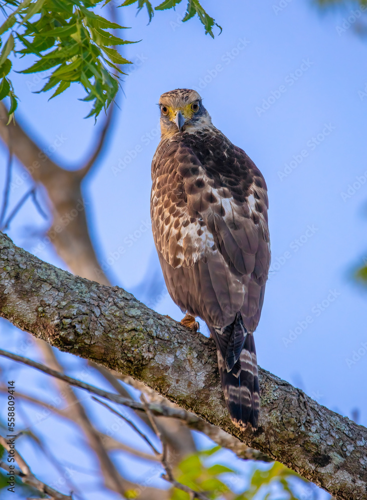 Serpent eagle Serpent eagle