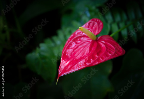 Close-up of red Anthurium flower with yellow pollen on a dark green background. Flowering plants for decorating in the garden. Cut flower.