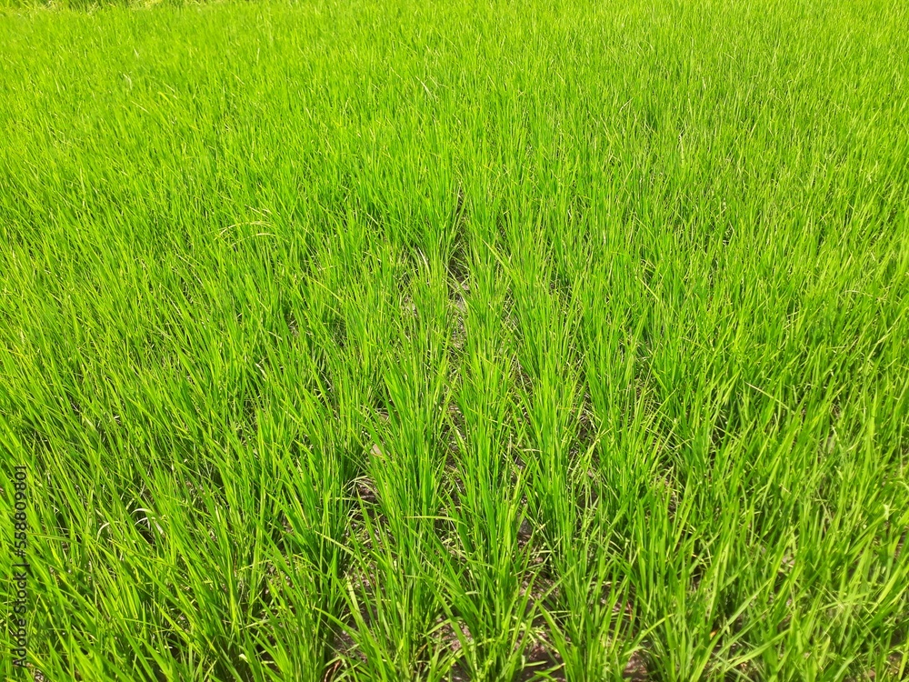 Obraz premium Young paddy rice plants field. Seed paddy rice agricultural