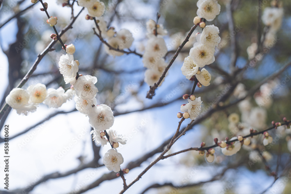 快晴の空と美しい梅の花の写真 福岡県の観光名所太宰府天満宮の梅林