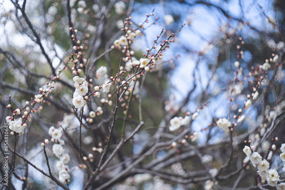快晴の空と美しい梅の花の写真 福岡県の観光名所太宰府天満宮の梅林 快晴の空と美しい梅の花の写真 福岡県の観光名所太宰府天満宮の梅林