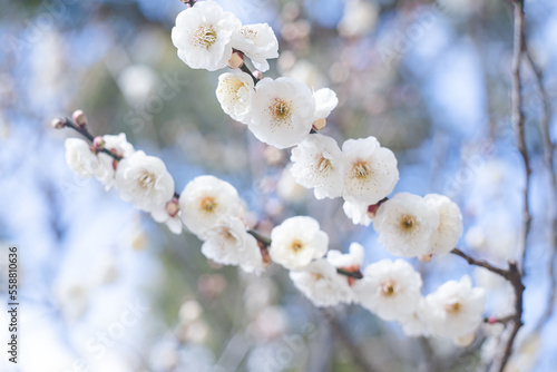 快晴の空と美しい梅の花の写真 福岡県の観光名所太宰府天満宮の梅林 photo