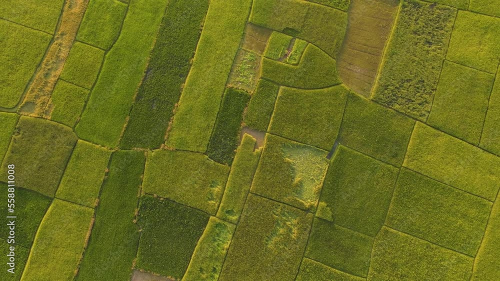 Top down aerial view of farmland field with green crops texture. Ascending drone shot wide view Top down aerial view of farmland field with green crops texture. Ascending drone shot wide view