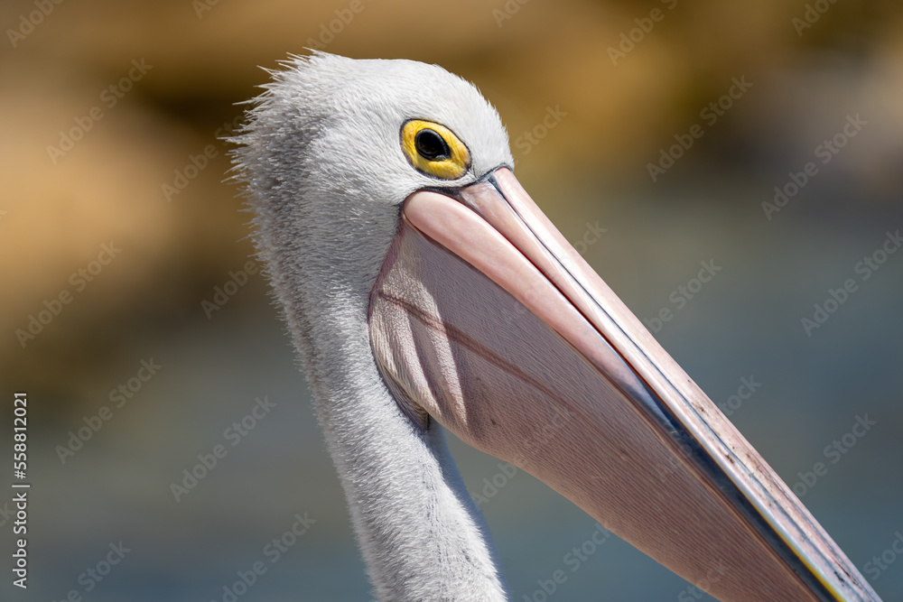 Extreme close up of a Pelican bird in Australia showing lots of detail