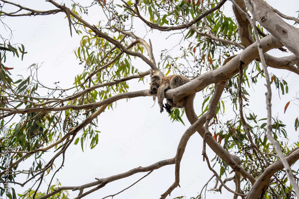 A Koala Bear in South Australia Kangaroo Island sleeping and clinging to a tree A Koala Bear in South Australia Kangaroo Island sleeping and clinging to a tree