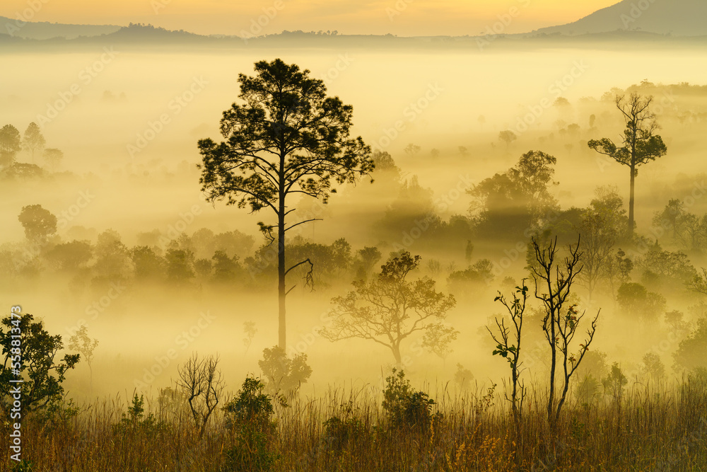 Obraz premium Landscape in misty scenery, Thung Salaeng Luang area, Phetchabun province, Thailand.
