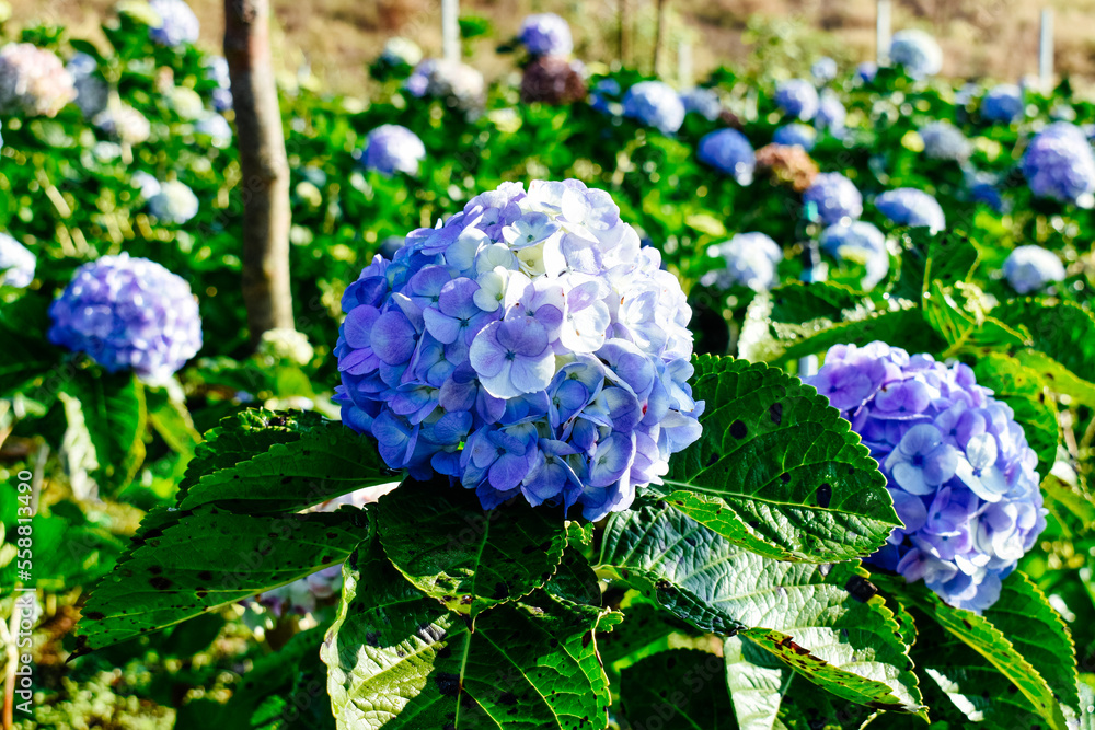 Japanese blue hydrangeas (Hydrangea macrophylla) field. Japanese blue hydrangeas (Hydrangea macrophylla) field.