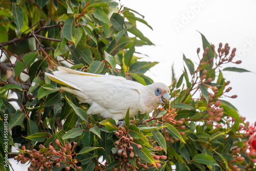 Close up of a Little Corella bird in a tree eating berries in South Australia