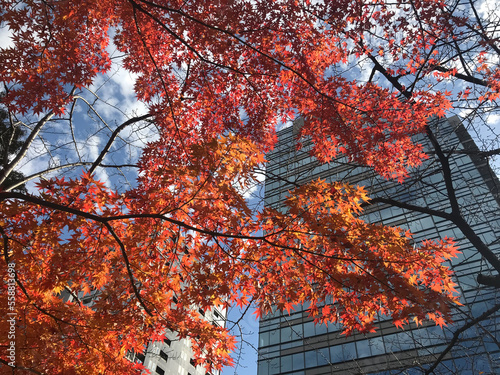 Canvas Print the modern buildings and red maple trees and blue sky on an autumn season day in