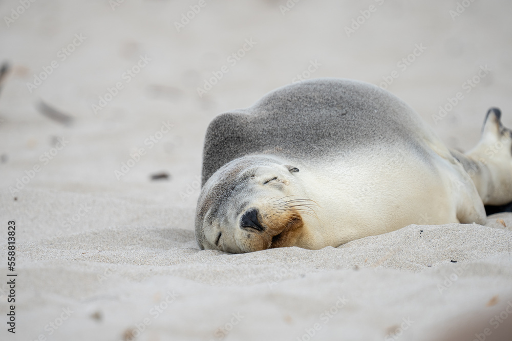 A closeup of an Australian Sea Lion sleeping on the beach at Kangaroo Island