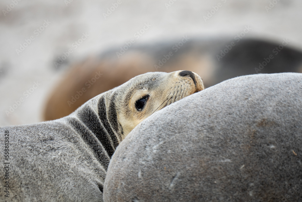 A closeup of an Australian Sea Lion sleeping on the beach at Kangaroo Island