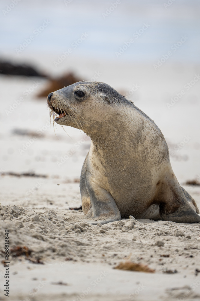 A closeup of an Australian Sea Lion on the beach at Kangaroo Island