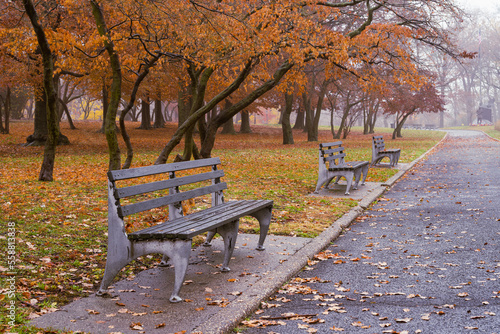 The empty benches and trees in late autumn with fallen leaves scattering over the road and ground. Park, rainy, foggy