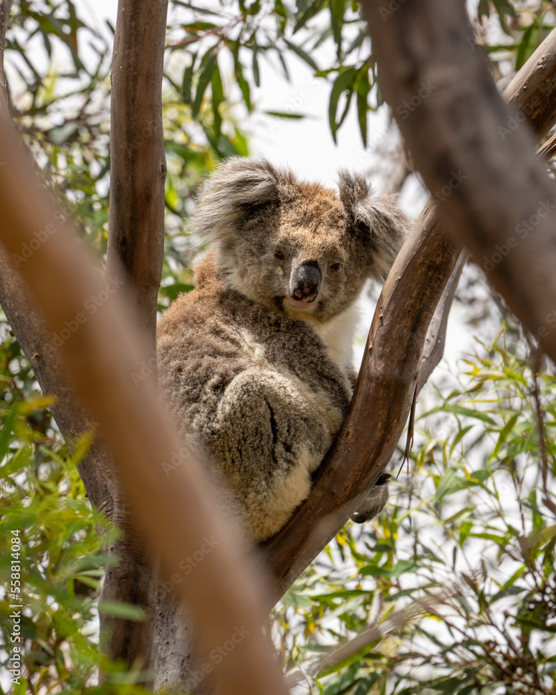 Koala bear in a tree on Kangaroo Island in Australia