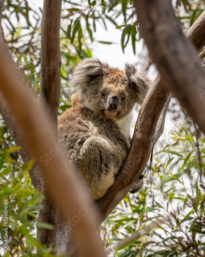 Obraz na płótnie Koala bear in a tree on Kangaroo Island in Australia w salonie