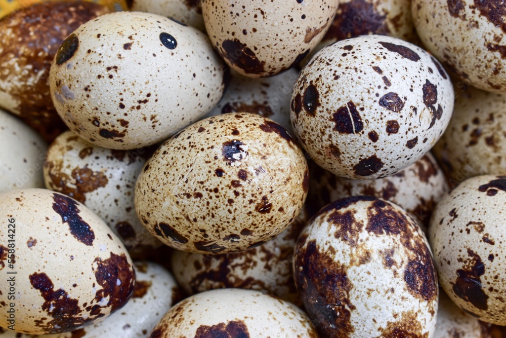 raw quail eggs background. high protein rich food. raw quail eggs background. high protein rich food.
