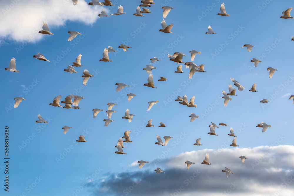 A flock of corella and cockatoos in flight against a cloudy sky. A flock of corella and cockatoos in flight against a cloudy sky.