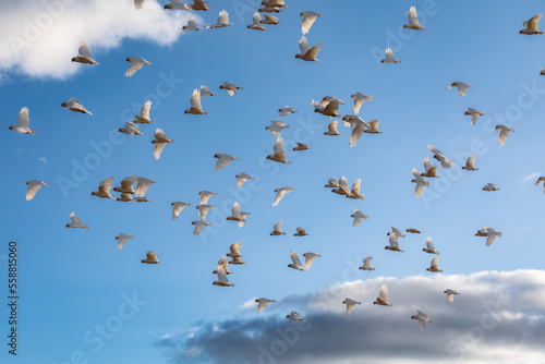 A flock of corella and cockatoos in flight against a cloudy sky. photo