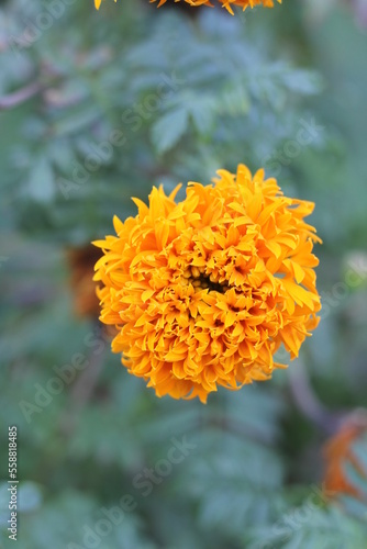 yellow flower in the garden
