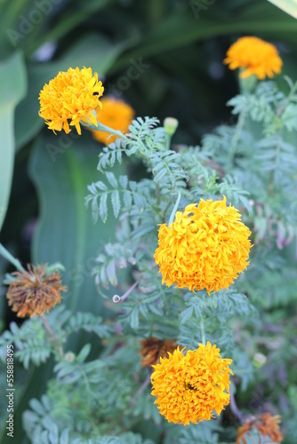 flowers in the garden