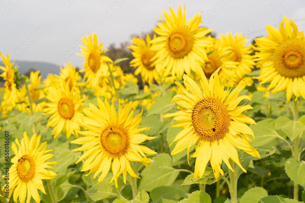 Sunflower natural background. Sunflower blooming. Close-up of sunflower. Sunflower field. Sunflower natural background. Sunflower blooming. Close-up of sunflower. Sunflower field.